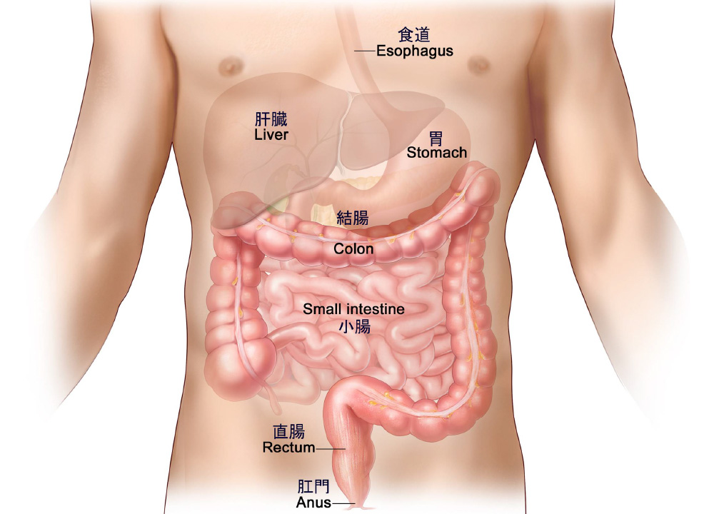 Lower Gastrointestinal Anatomy