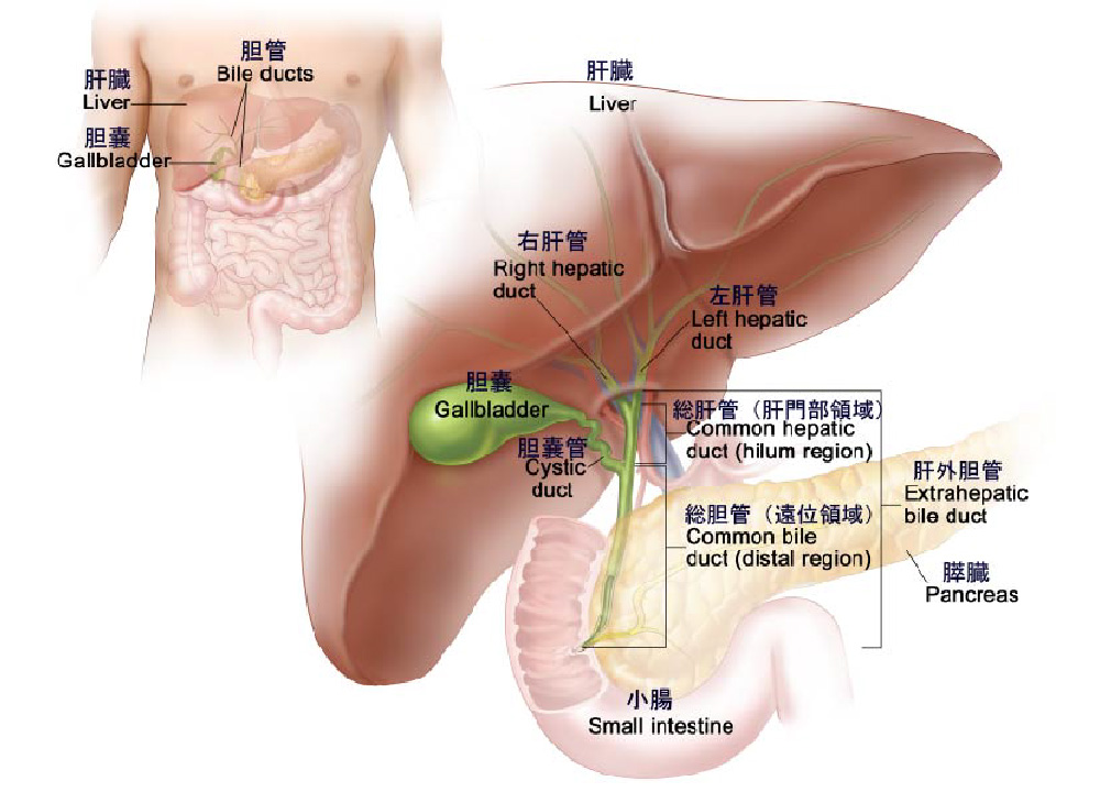肝外胆管解剖図