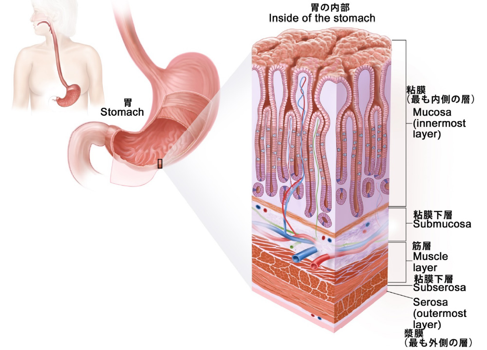 胃壁の層