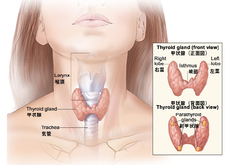 甲状腺と副甲状腺の解剖図